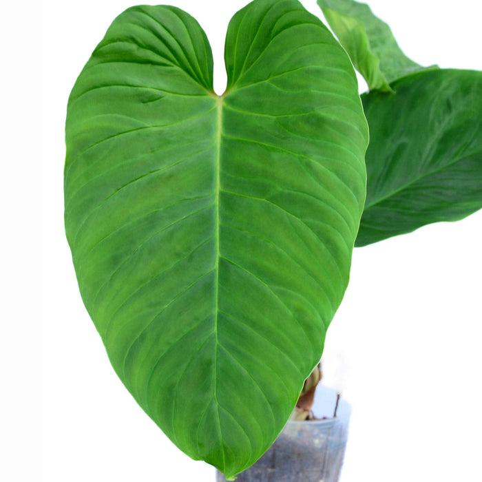 Philodendron verrucosum cf