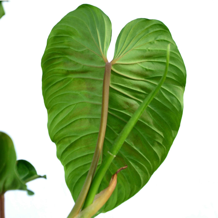 Philodendron verrucosum cf