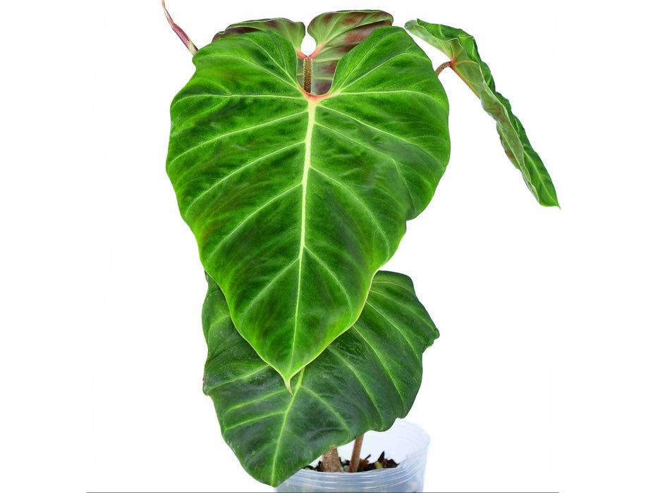 Philodendron verrucosum hummingbird