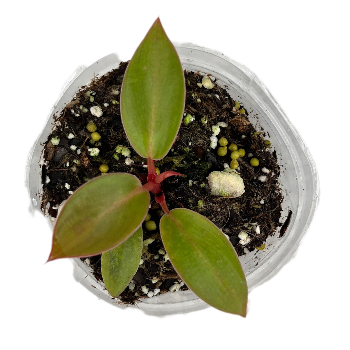 Philodendron Birkin 'Pink' (s)  Ecuagenera USA Corp