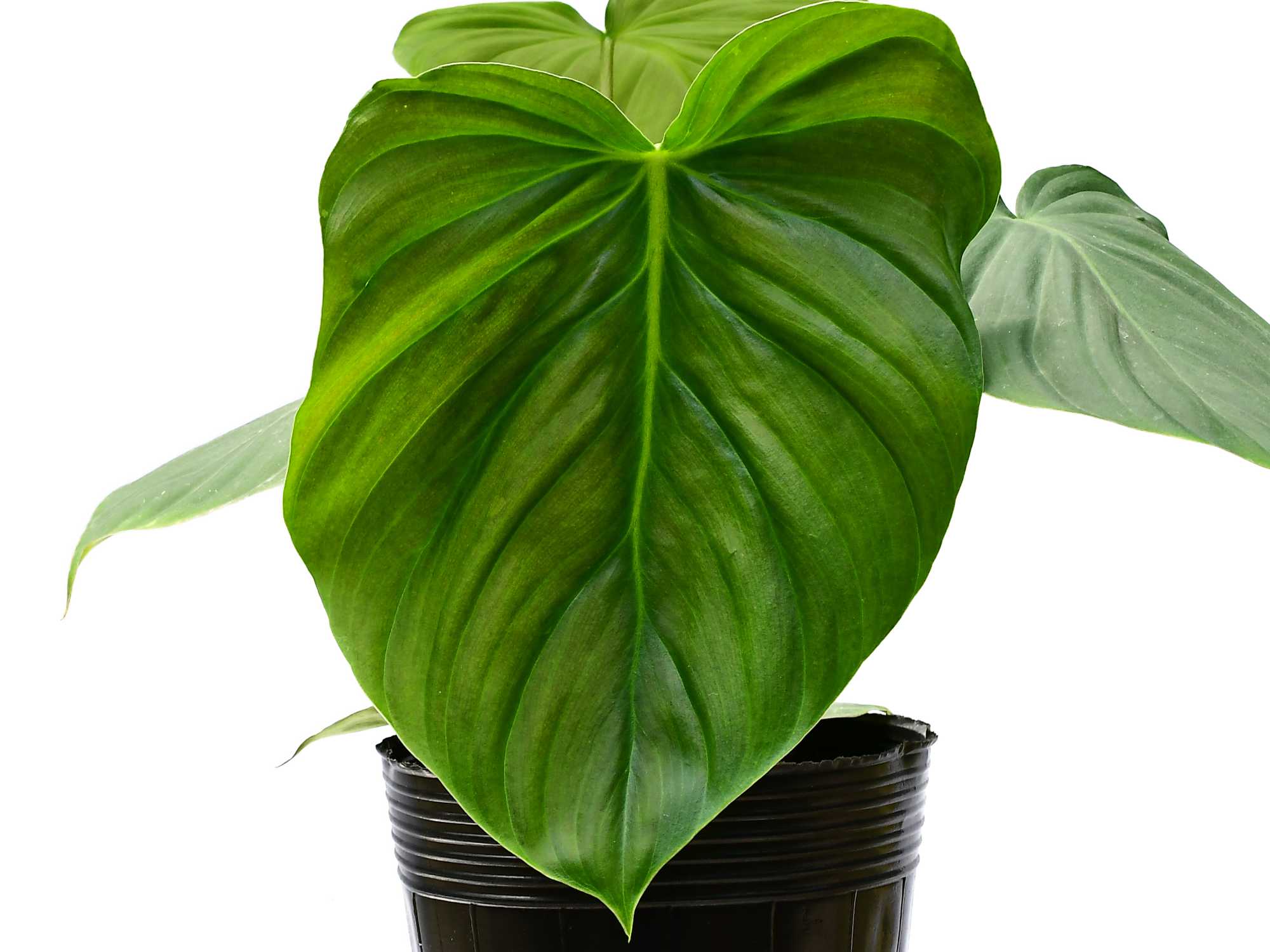 philodendron celebration Philodendron Celebration