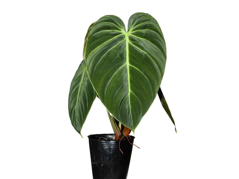 Philodendron Ecuagenera Brownie