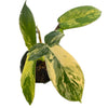 Philodendron Florida Beauty