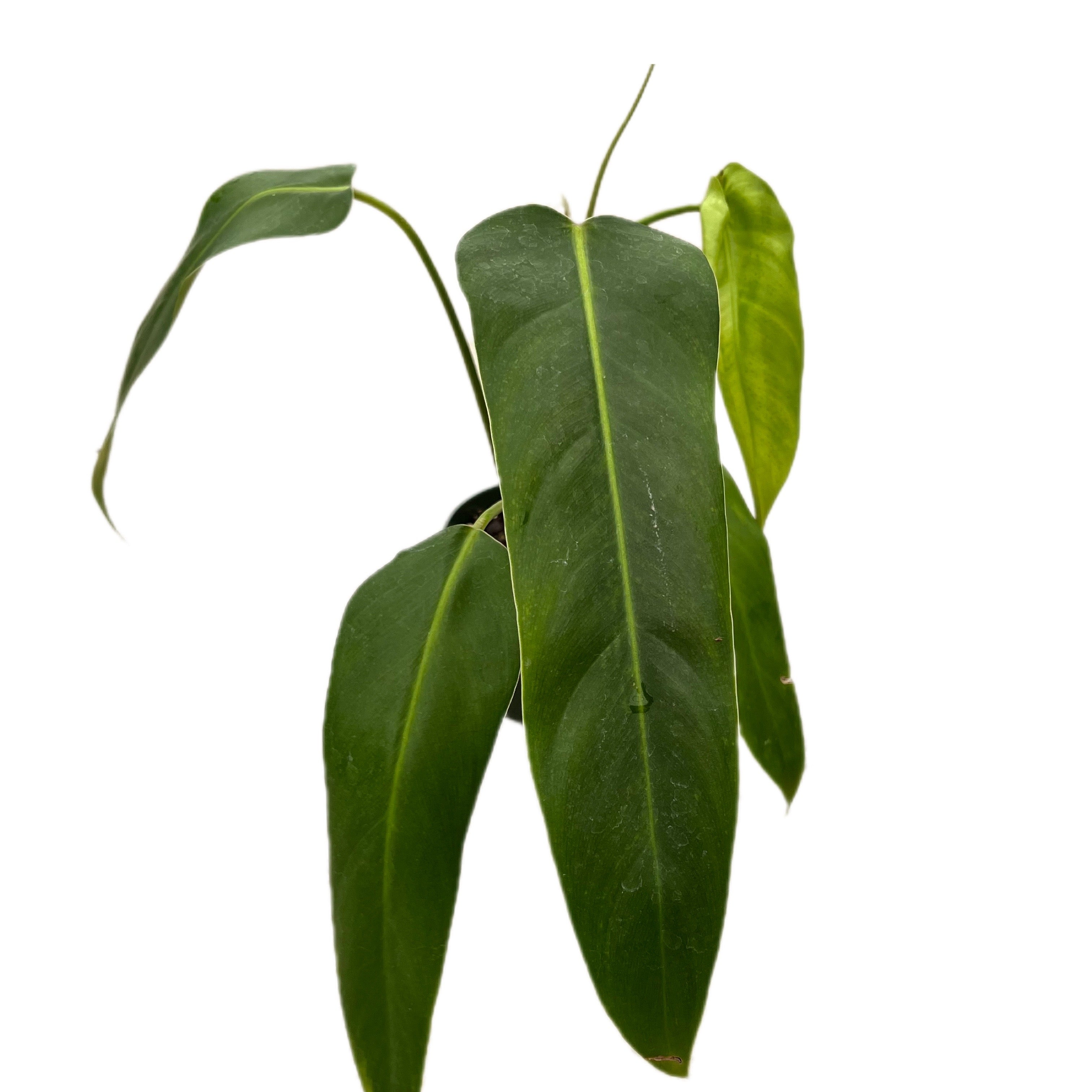 philodendron evanaii Philodendron Ivan Spirit — Ecuagenera USA Corp