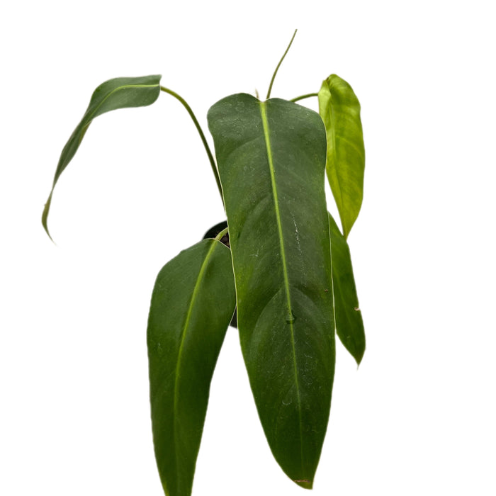 philodendron ibe Philodendron Ivan Spirit — Ecuagenera USA Corp