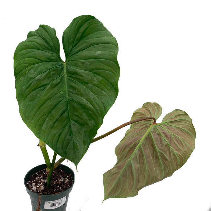 Philodendron Majestic seedling