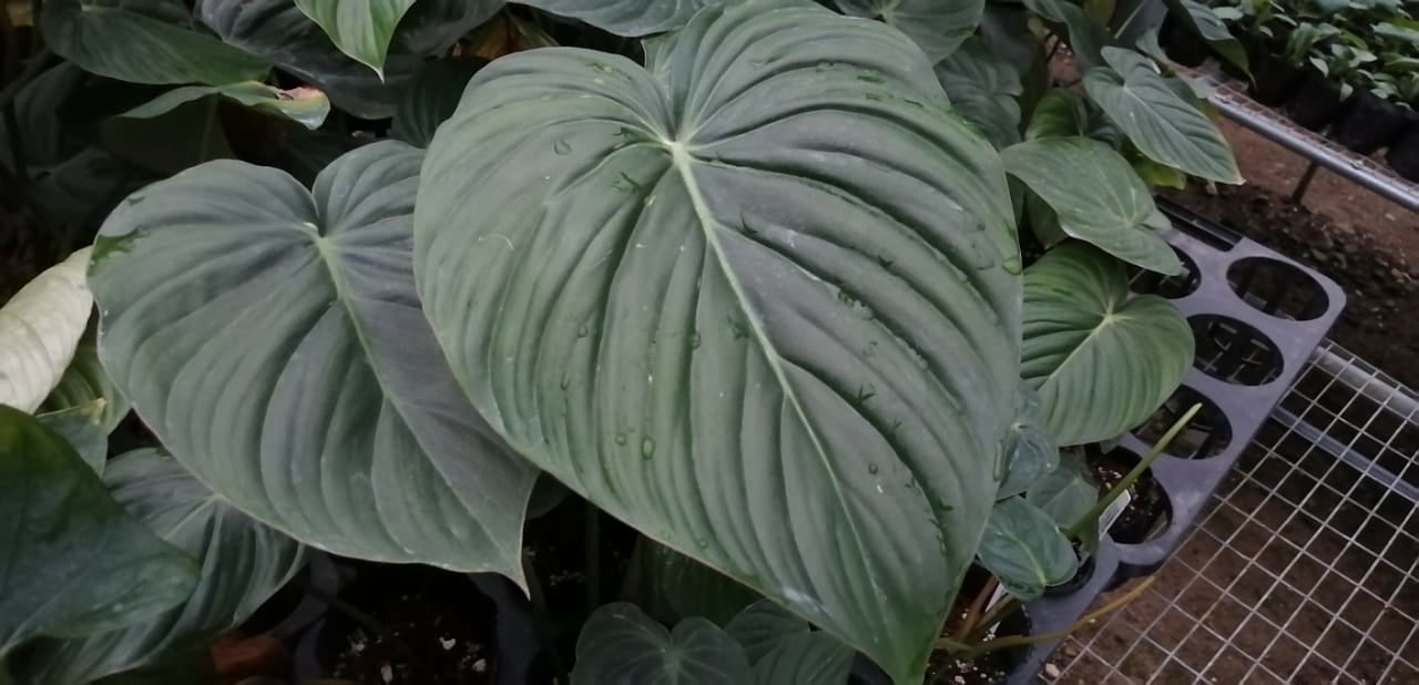 philodendron desert dawn Philodendron McDowell