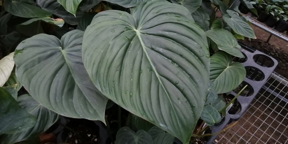 mojave philodendron Philodendron McDowell — Ecuagenera USA Corp