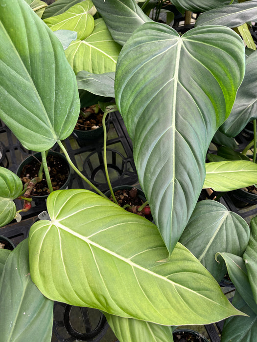 Philodendron Morning Sun
