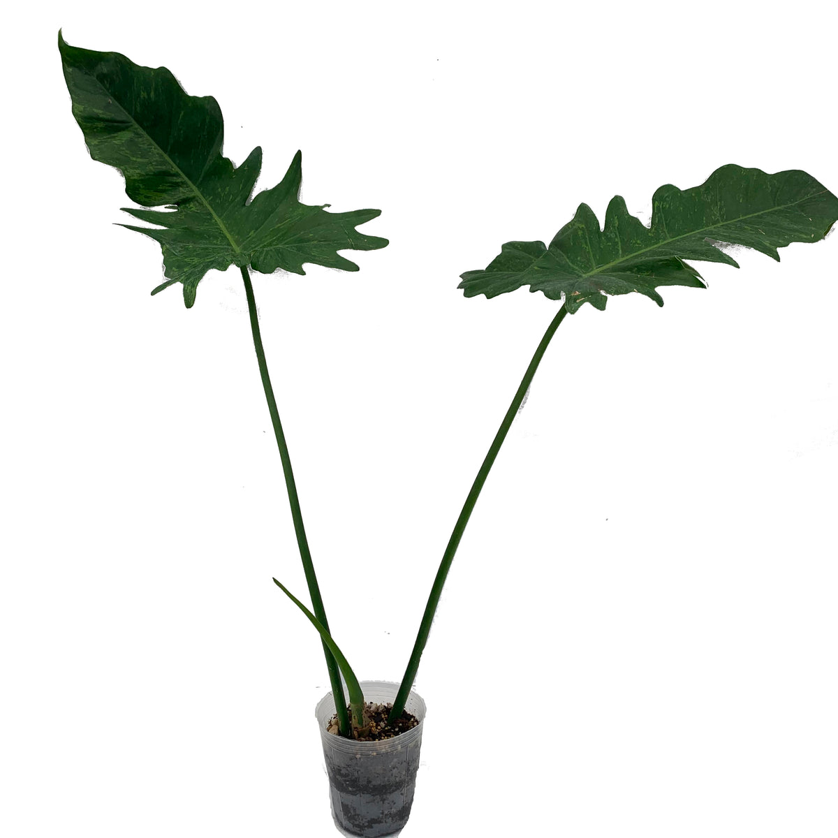 philodendron couldy dragon plant Philodendron Mottled Dragon — Ecuagenera USA Corp