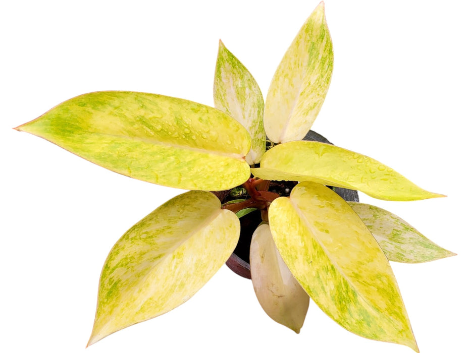 Philodendron Painted Lady (seedling)