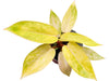 Philodendron Painted Lady (seedling)