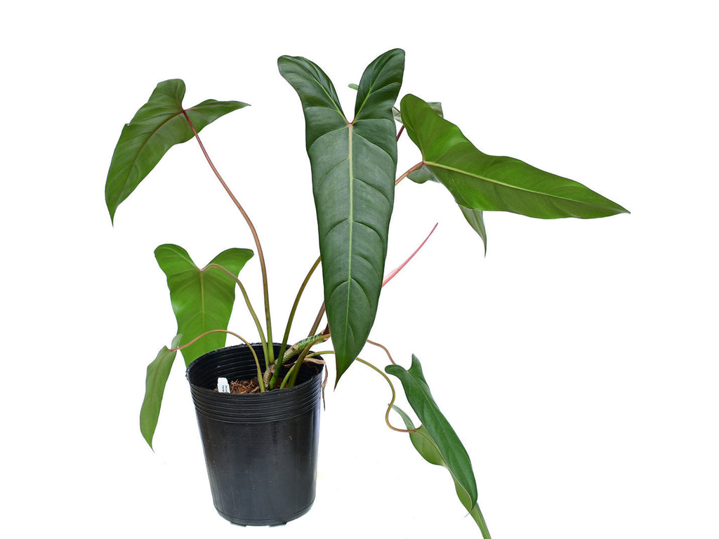 philodendron red sunset Philodendron Pangui Sunset