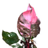 Philodendron Pink Princess 'Galaxy'