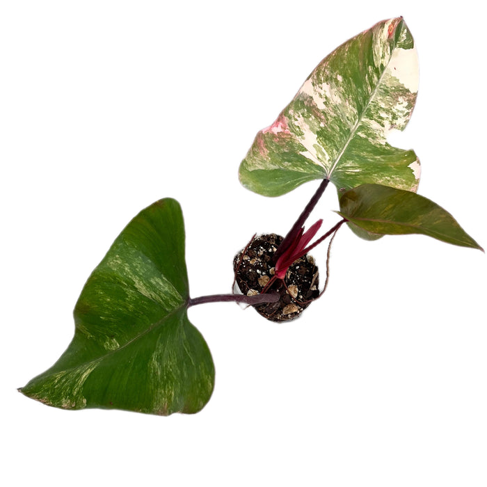 Philodendron Strawberry Shake (Big)