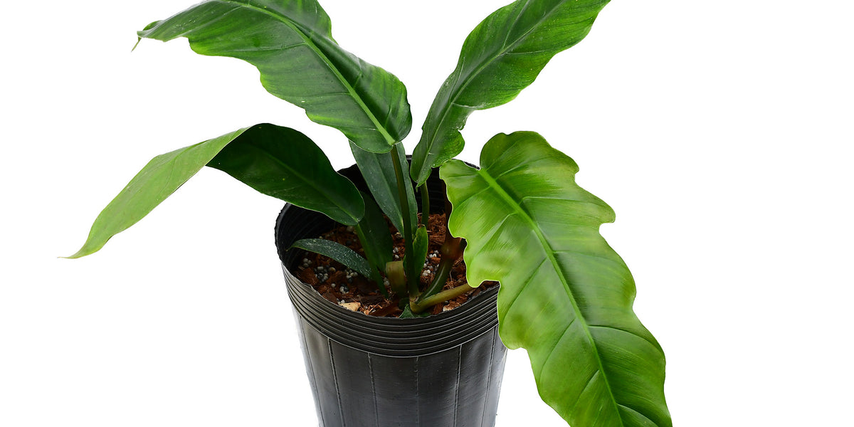 philodendron angel wings Philodendron Angel Eyes (S) — Ecuagenera USA Corp