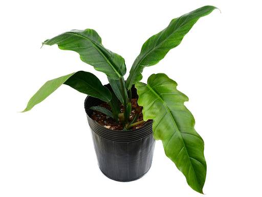 angel wing philodendron Philodendron Angel Eyes