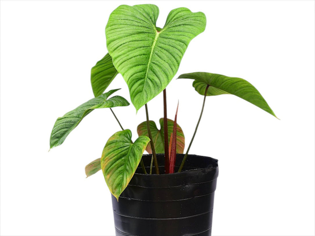 philodendron mamei climber or crawler Philodendron Artemis Tapestry