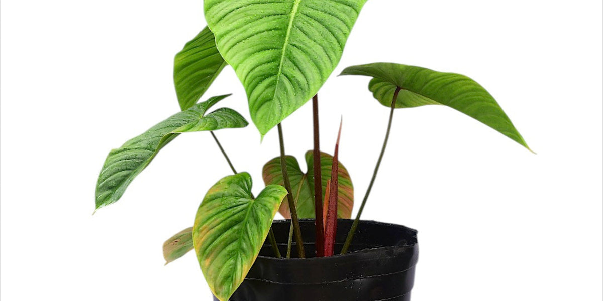 philodendron chichimayensis Philodendron Artemis Tapestry