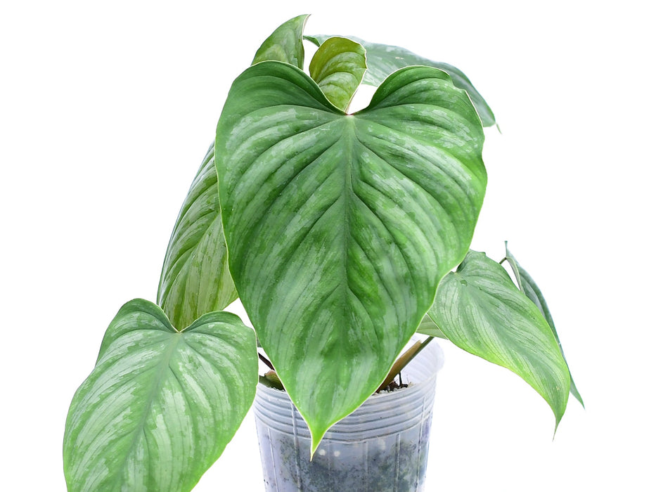 Philodendron Artemis Tapestry (s)