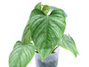 Philodendron Artemis Tapestry (s)