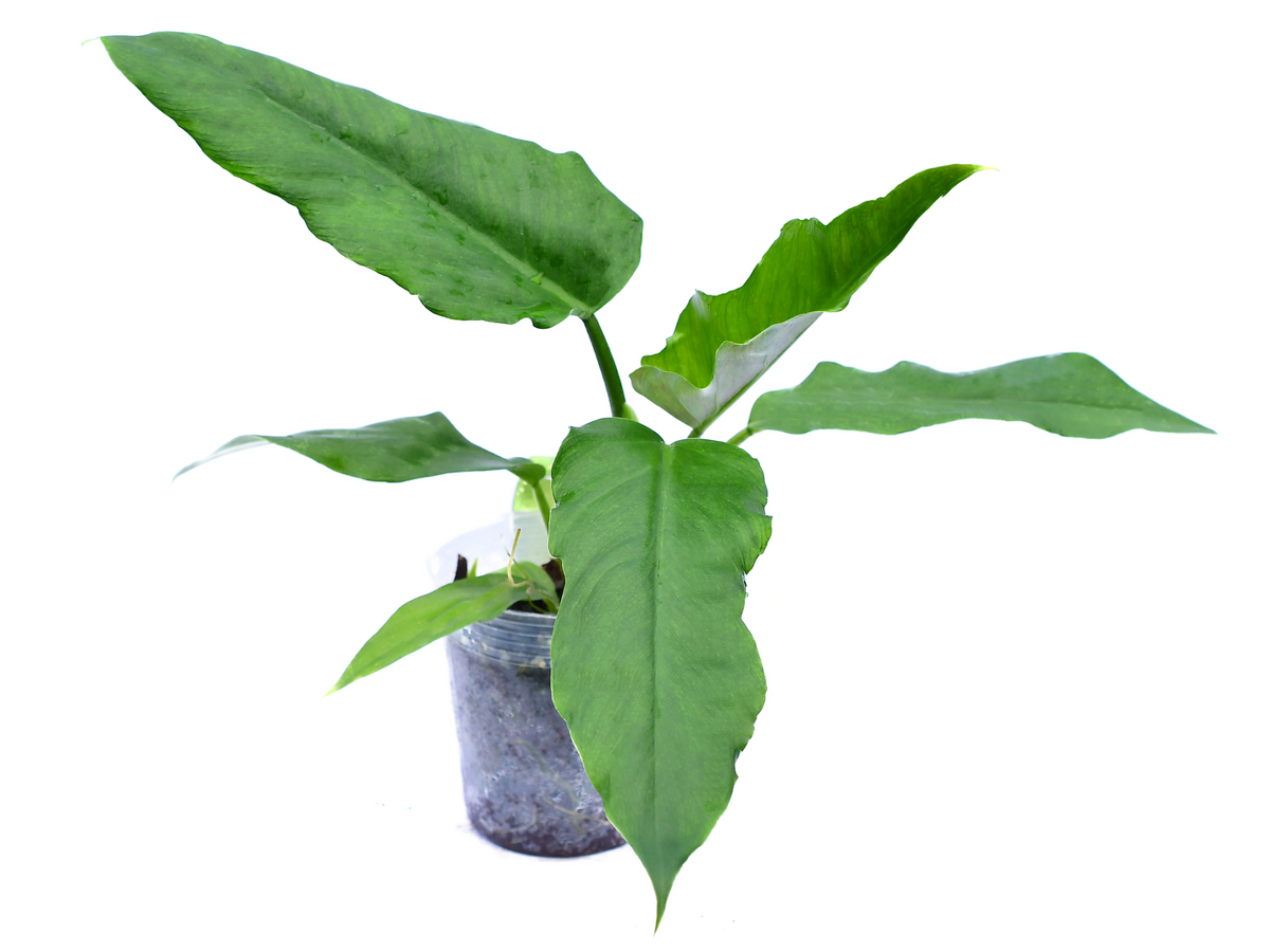 finger philodendron boconcept Philodendron Bonanza (S)