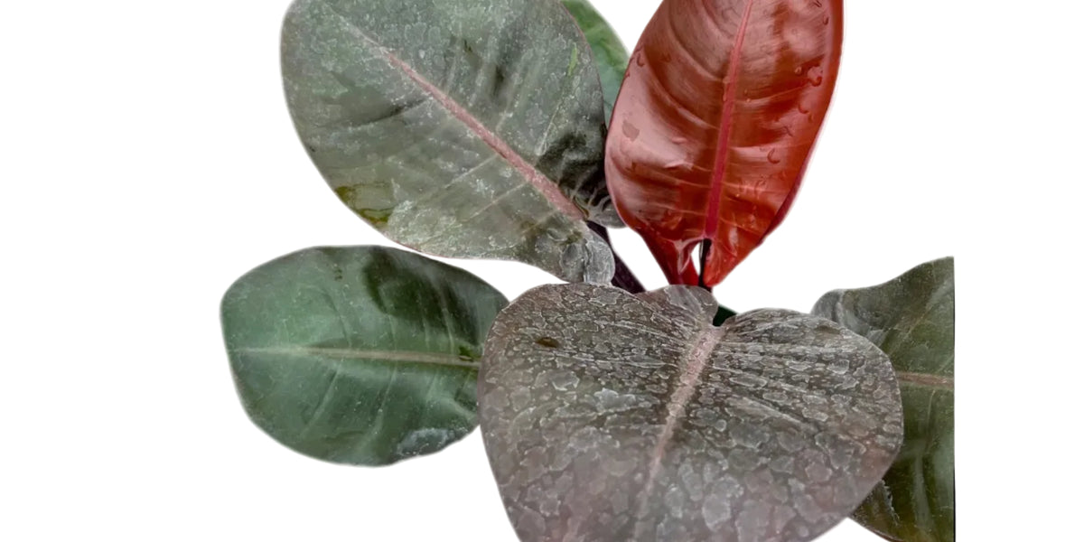 Philodendron Burgundy Princess (seedling)