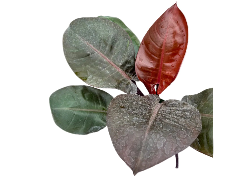 Philodendron Burgundy Princess (seedling)
