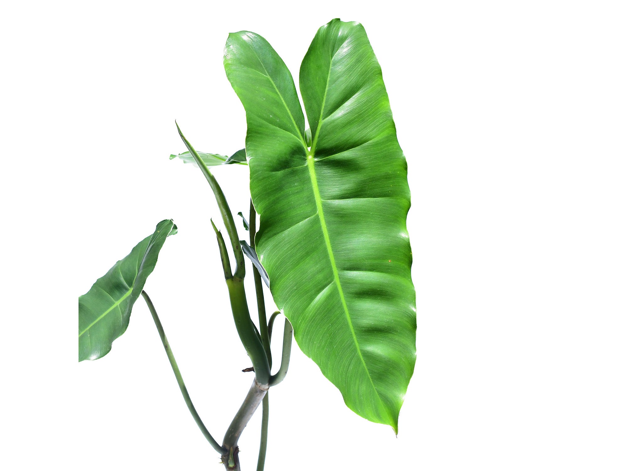 burle marx philodendron around tree Philodendron Burle Marx — Ecuagenera USA Corp