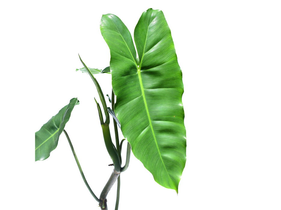 Philodendron Burle Marx