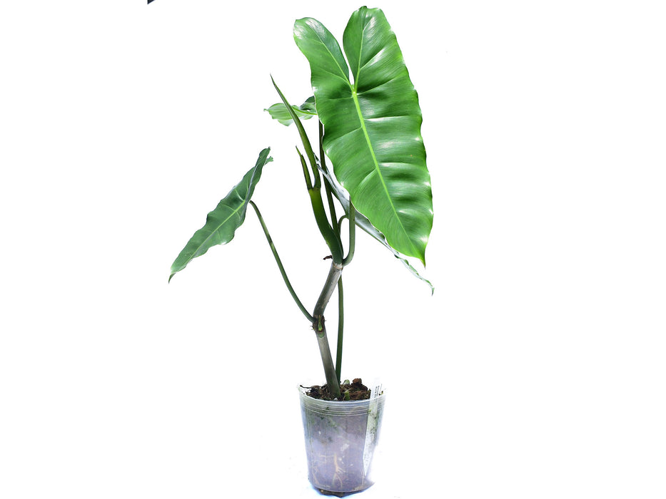 philodendron burle-marxii g.m.barroso Philodendron Burle Marx — Ecuagenera USA Corp