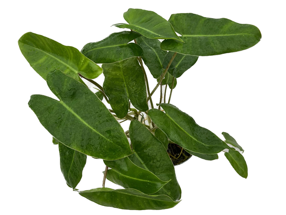 philodendron burle-marxii g.m.barroso Philodendron Burle Marx — Ecuagenera USA Corp