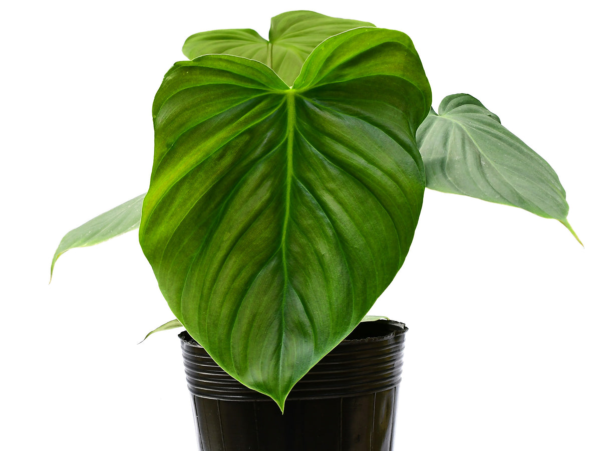 Philodendron Celebration (seedling)