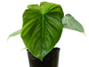 Philodendron Celebration (seedling)