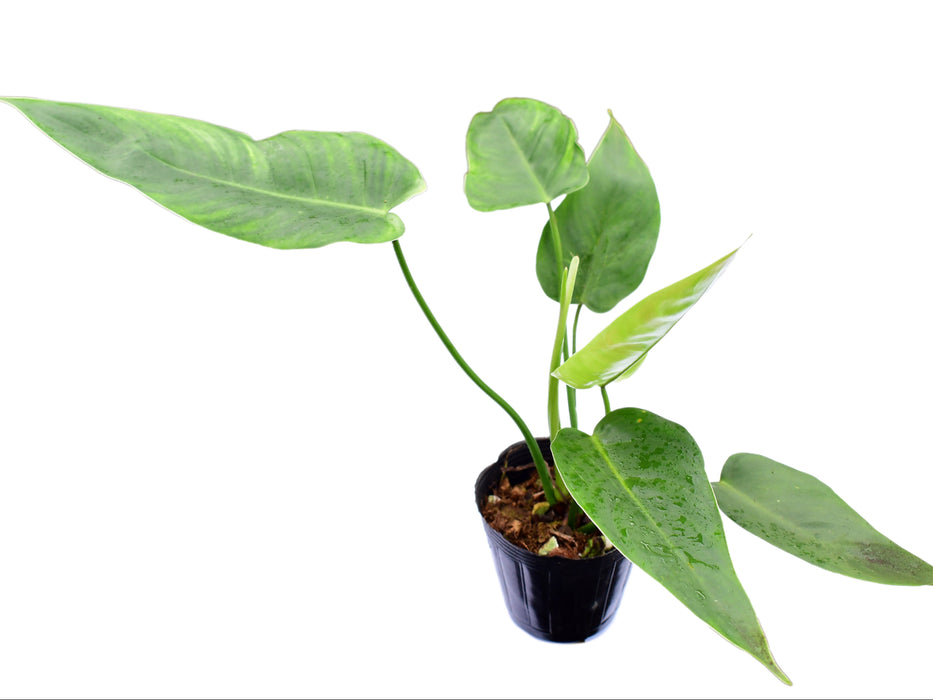 Philodendron Celestial Bird