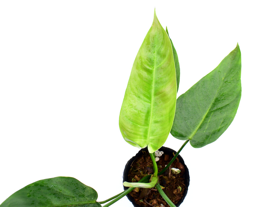 Philodendron Celestial Bird
