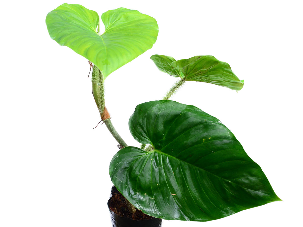philodendron serpens x verrucosum Philodendron Ecuagenera Vibes — Ecuagenera USA Corp
