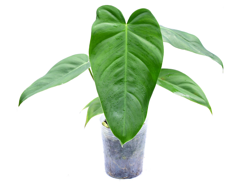 Philodendron Eliarmijos Inspirations