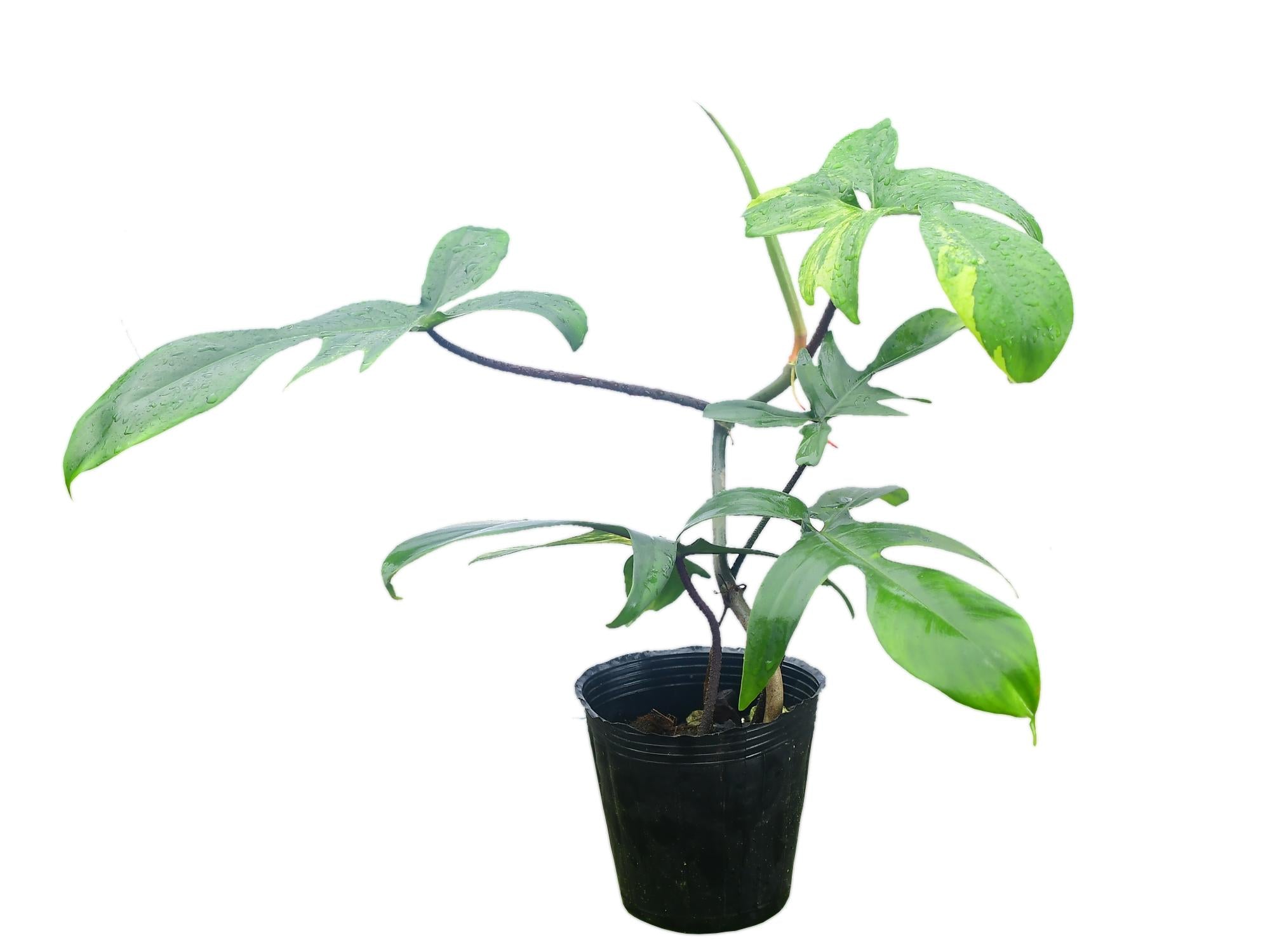 variegated philodendron florida beauty Philodendron Florida Beauty