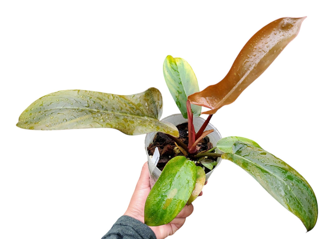 bronze serrated leaf climbing philodendron Philodendron Florida Bronze — Ecuagenera USA Corp