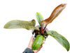 Philodendron Florida Bronze