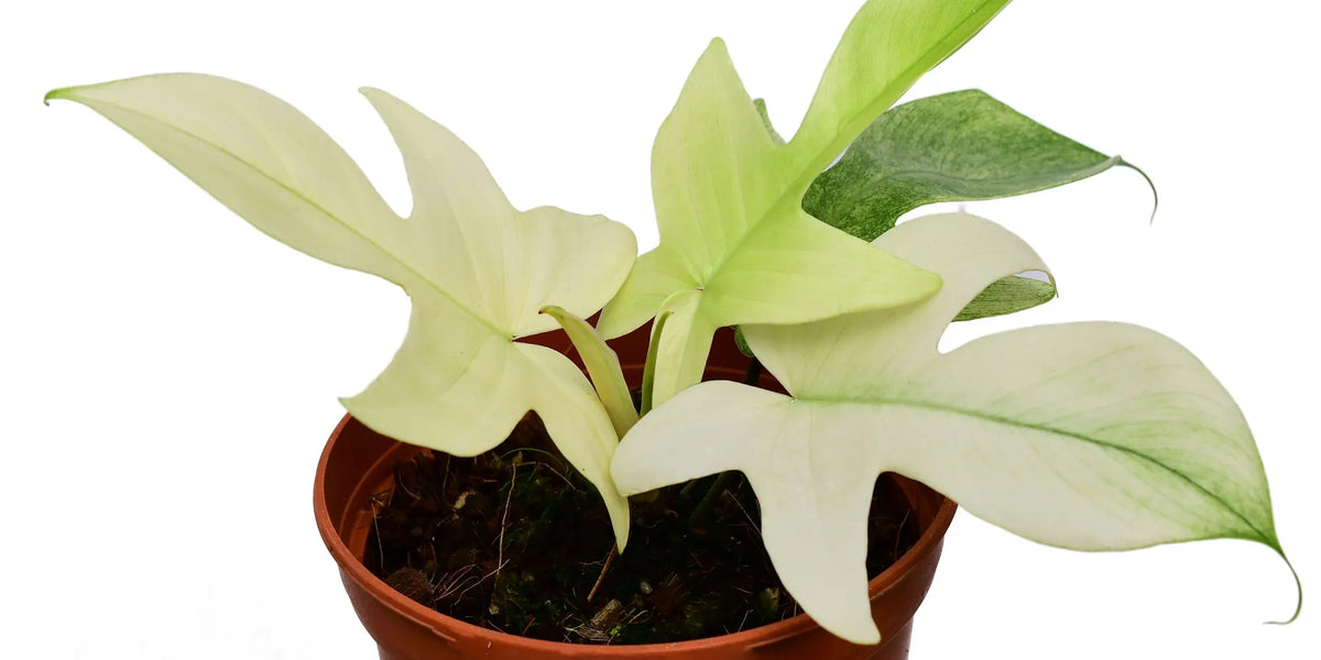 philodendron florida ghost propagation Philodendron Florida Ghost Seedling