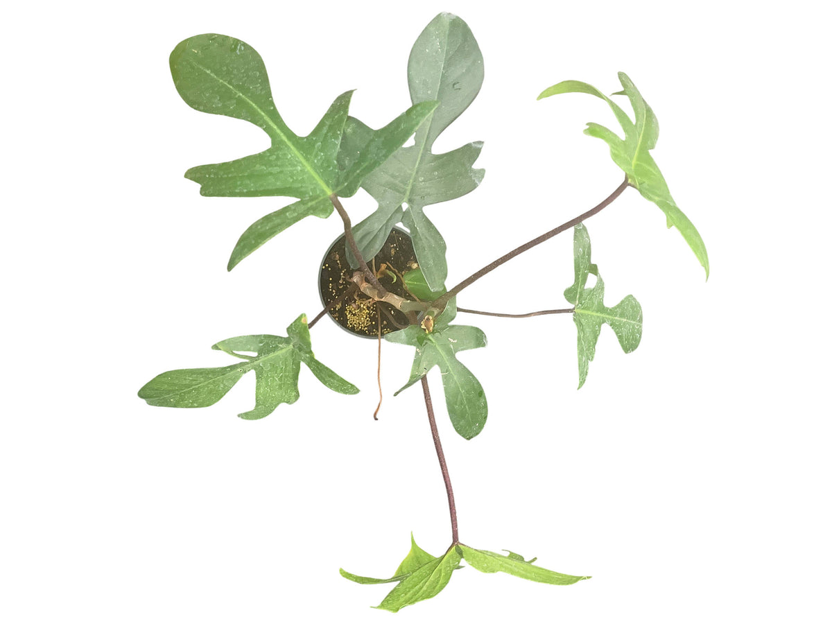 Philodendron Florida Green - Multi-Lobed Climbing Aroid