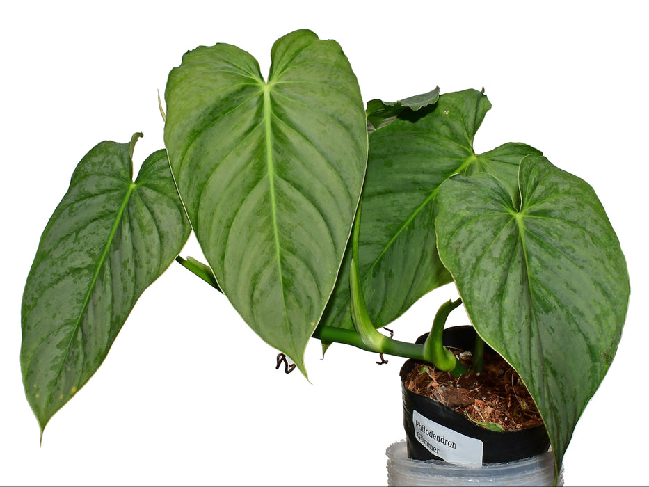 Philodendron Glimmer