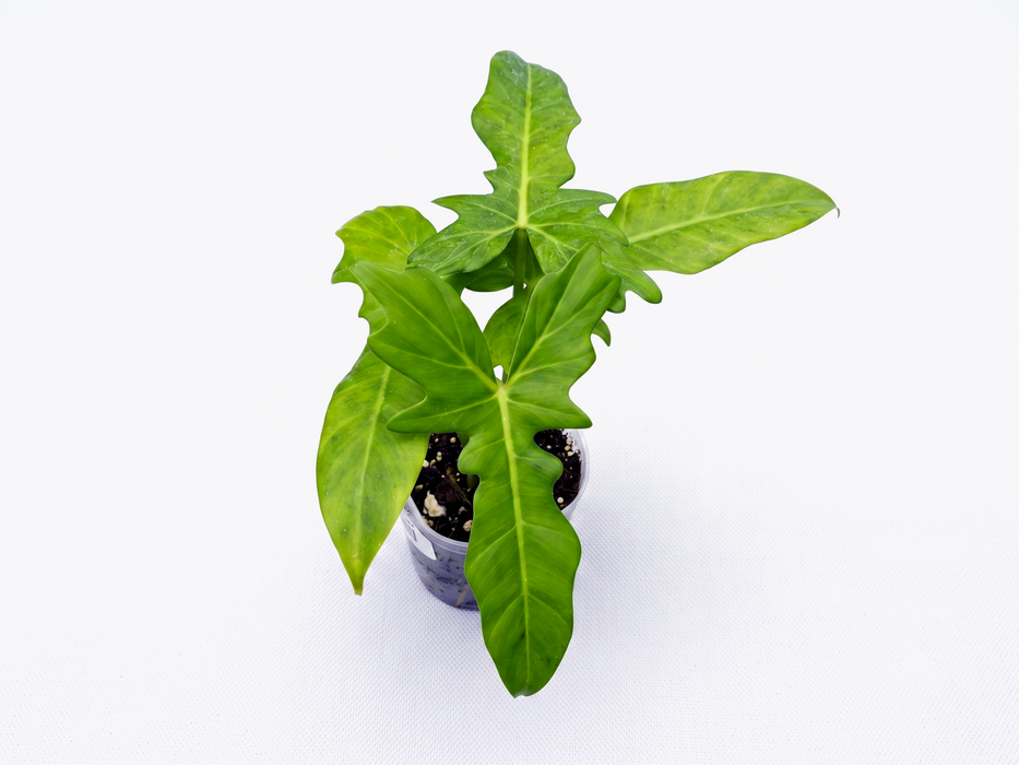 Philodendron Golden Dragon
