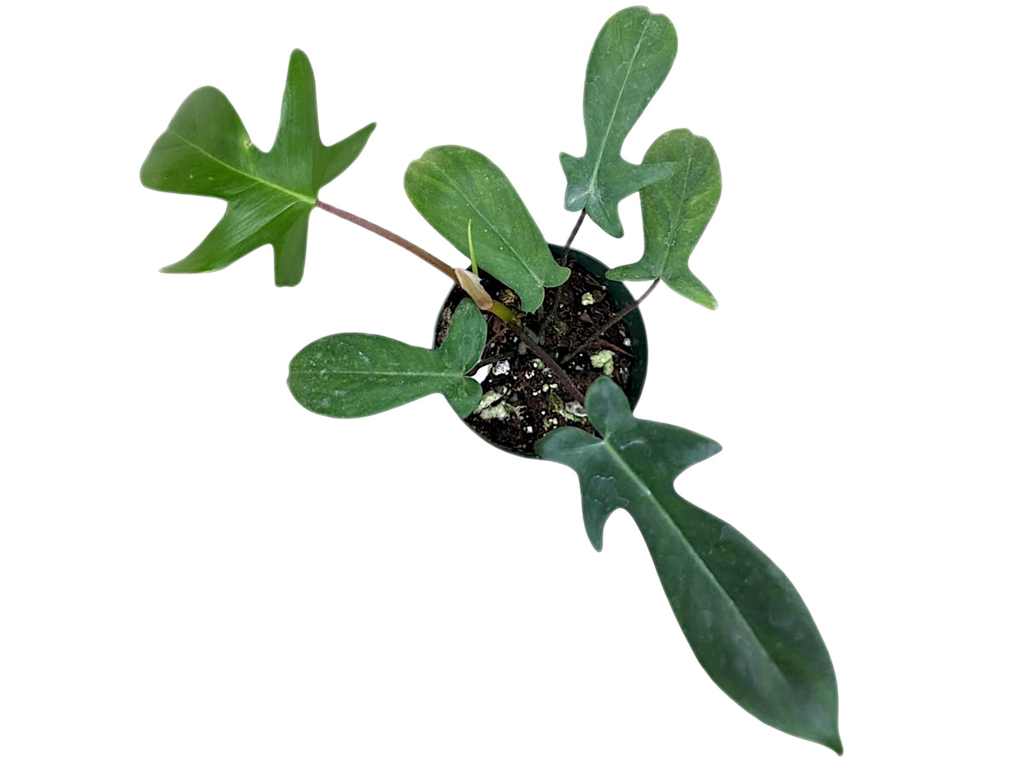 dragon philodendron Philodendron Golden Dragon