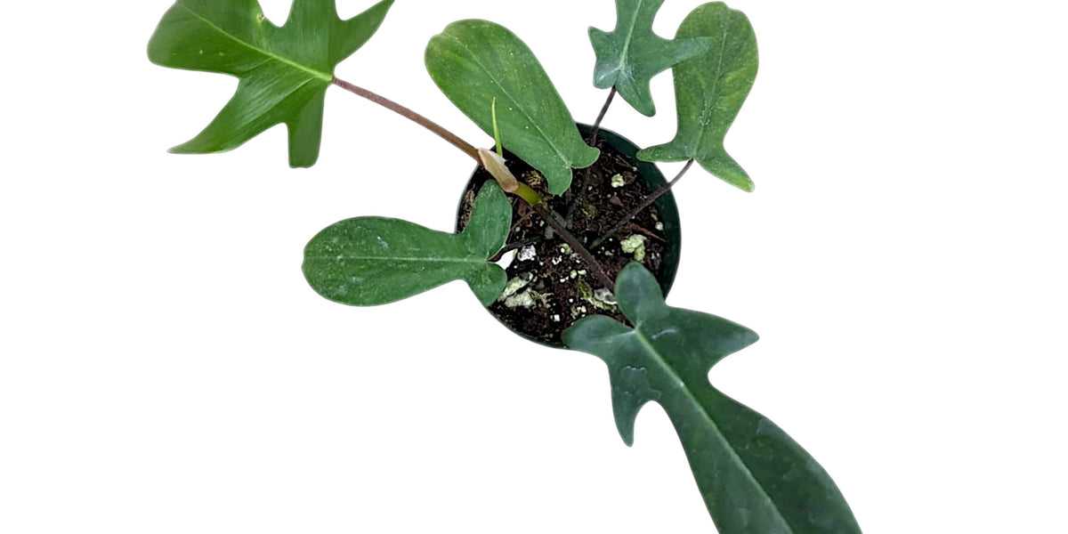philodendron golden dragon mature Philodendron Golden Dragon