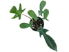 Philodendron Golden Dragon (seedling)