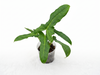 Philodendron Golden Dragon