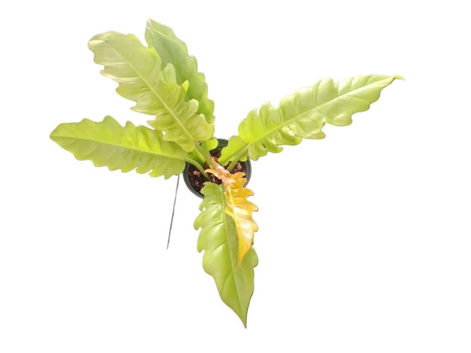 Philodendron Golden Ring of Fire